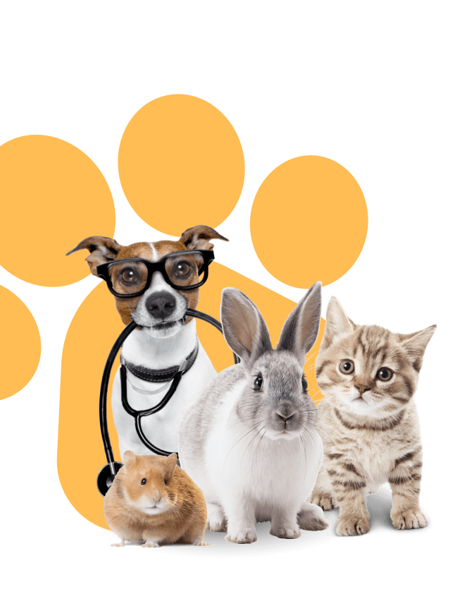 pets
